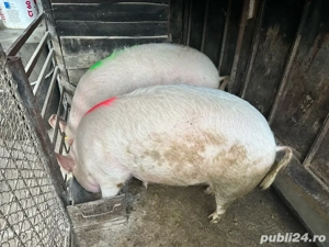 Porci de casa  - imagine 3