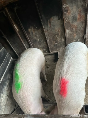 Porci de casa  - imagine 2