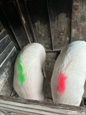 Porci de casa  - imagine 4