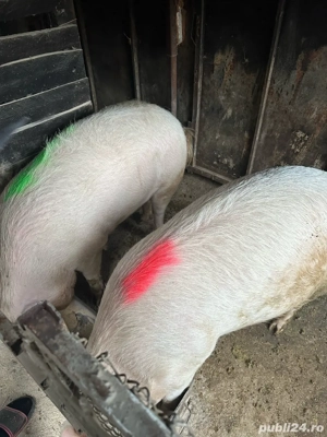 Porci de casa  - imagine 5