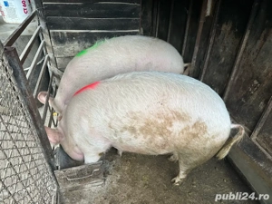 Porci de casa 