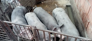 de vânzare!! - imagine 3