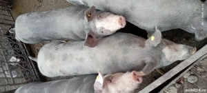 de vânzare!! - imagine 2