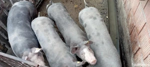 de vânzare!! - imagine 4