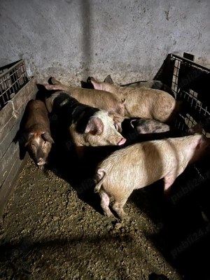  Porci de vânzare!  - imagine 2