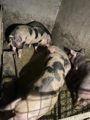  Porci de vânzare! 