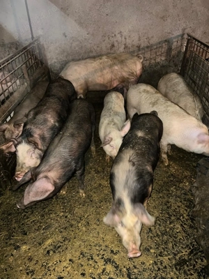  Porci de vânzare!  - imagine 3