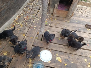 Caini pui de rasă Ciobănesc German