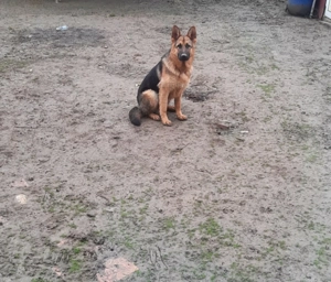 Caini pui de rasă Ciobănesc German - imagine 3