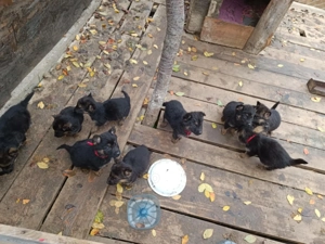 Caini pui de rasă Ciobănesc German