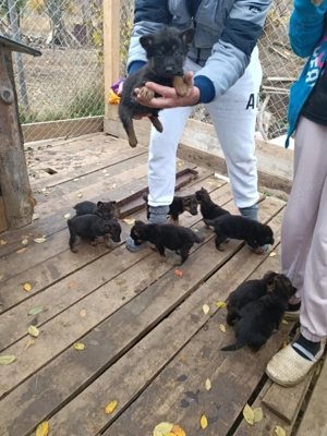 Caini pui de rasă Ciobănesc German - imagine 4