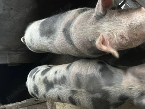 Vând porci pentru sacrificat - imagine 4