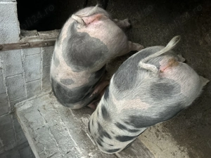 Vând porci pentru sacrificat - imagine 5