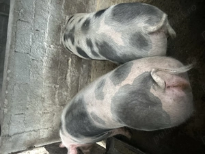 Vând porci pentru sacrificat - imagine 2