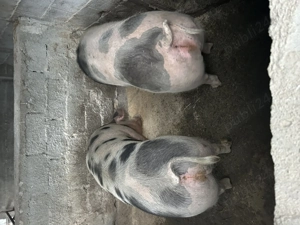 Vând porci pentru sacrificat - imagine 3