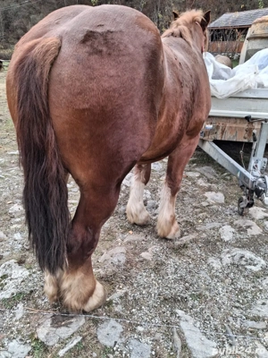 vand manz ardenez de 2 ani - imagine 4