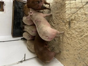 Disponibili porci de carne  - imagine 3