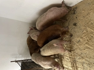 Disponibili porci de carne 