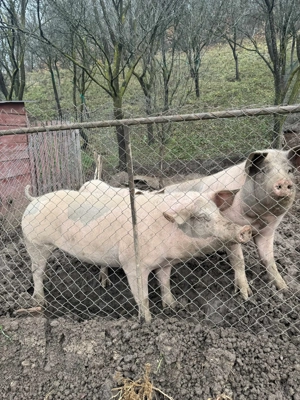 vând porci de taiat. - imagine 2