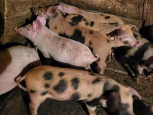 Vand purcei de 7 saptamani