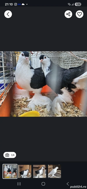 Porumbei Lahore - imagine 2