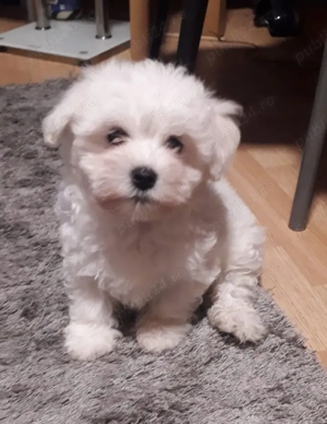  Pui Bichon maltez