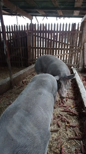 Porci de tăiat  - imagine 2