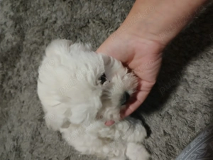  Pui Bichon maltez - imagine 4