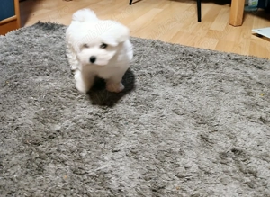  Pui Bichon maltez - imagine 2