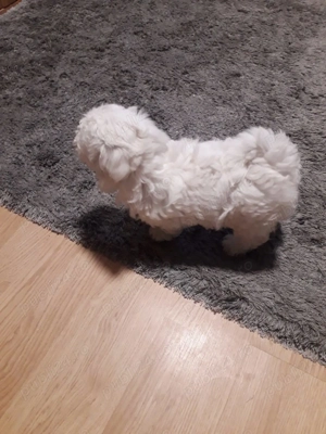  Pui Bichon maltez - imagine 3