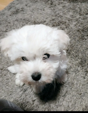  Pui Bichon maltez - imagine 5