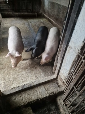 Porci de vânzare  - imagine 2