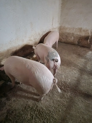 Porci de vânzare  - imagine 3