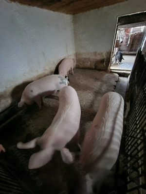 Porci de vânzare  - imagine 4