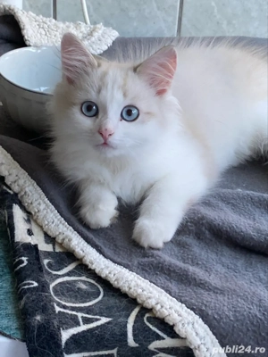 Ragdoll bicolor baietel 2 luni superb !  - imagine 5