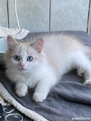 Ragdoll bicolor baietel 2 luni superb !  - imagine 2