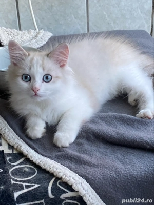 Ragdoll bicolor baietel 2 luni superb !  - imagine 4