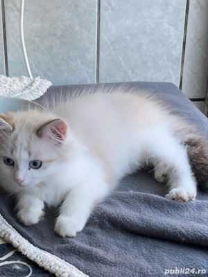 Ragdoll bicolor baietel 2 luni superb !  - imagine 3