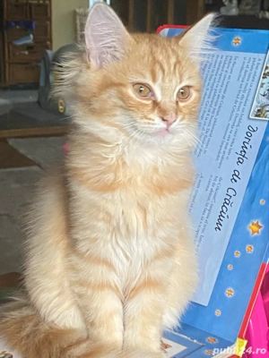 Ragdoll flame baietel 2 luni  - imagine 4