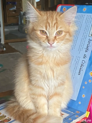 Ragdoll flame baietel 2 luni  - imagine 3