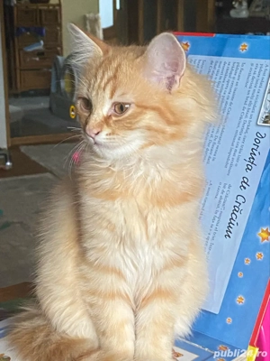 Ragdoll flame baietel 2 luni  - imagine 2