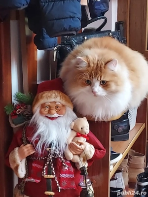 Ragdoll flame baietel 2 luni  - imagine 5