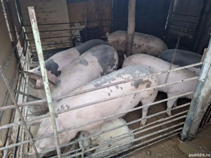 porci de rasa - imagine 2