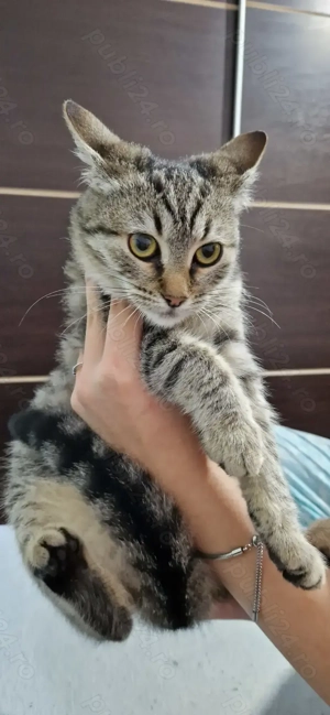 Donez pui de pisică - femelă și mascul - imagine 2