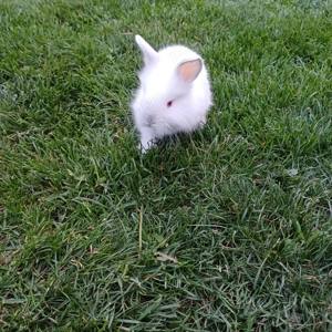 Iepurași de vânzare  - imagine 3