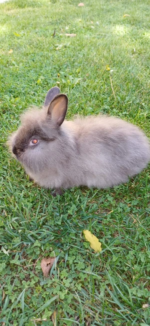 Iepurași de vânzare  - imagine 2