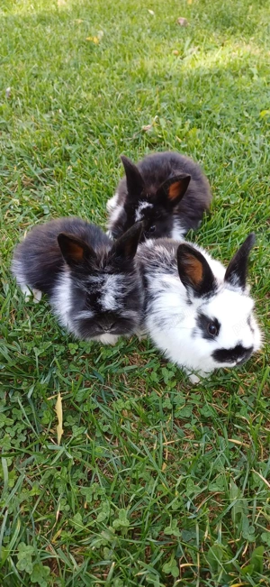 Iepurași de vânzare 