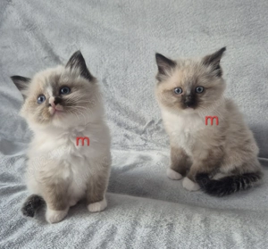 Ragdoll Bicolor si Colorpoint