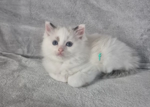 Ragdoll Bicolor si Colorpoint - imagine 3