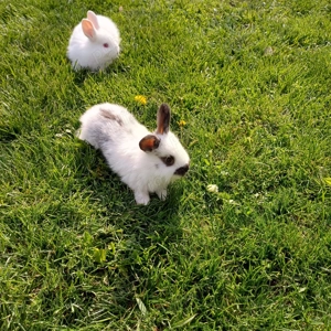 Iepurași de vânzare  - imagine 4